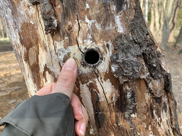 倒木のカミキリムシの穴