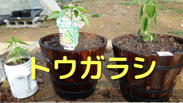 トウガラシ
