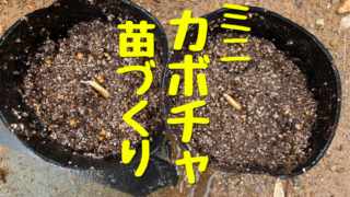 ミニ カボチャ 苗づくり