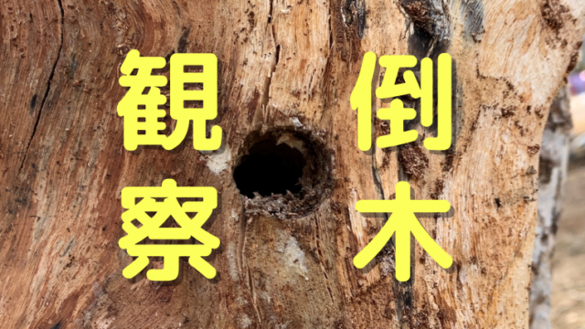 倒木
