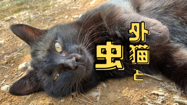 外猫 と虫対策