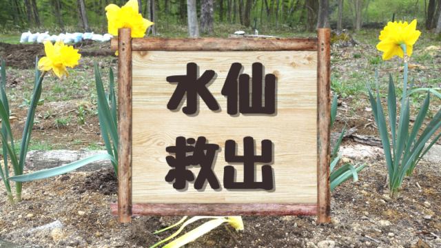 水仙