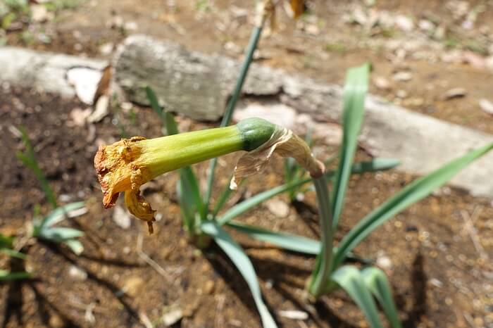 水仙の枯れた花