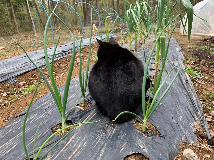 玉ねぎと猫