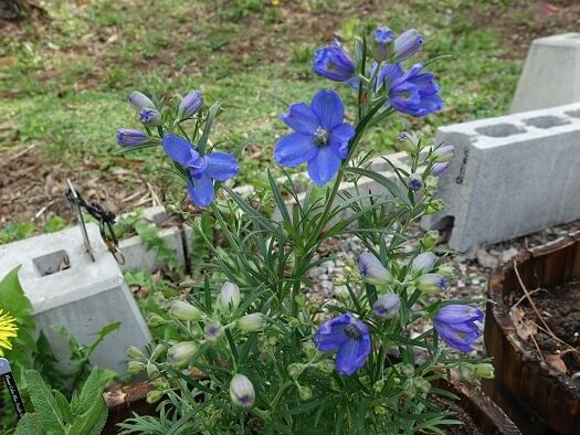 delphinium