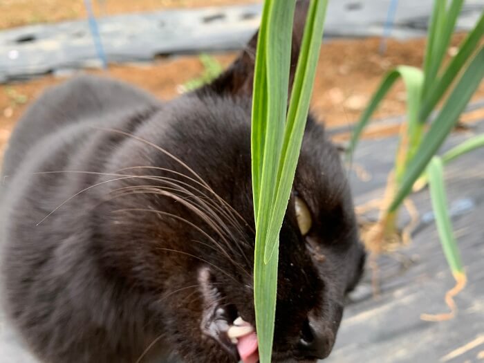にんにくを食べる黒猫