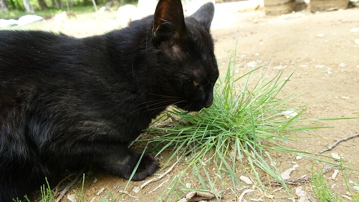 草を食べる猫