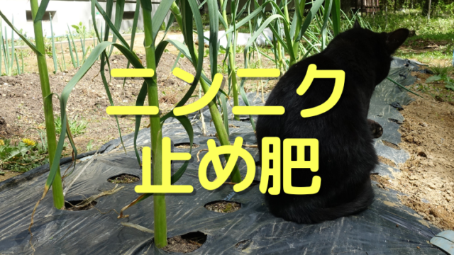 ニンニクの止め肥