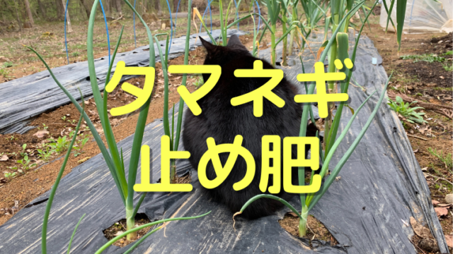 タマネギ 止め肥