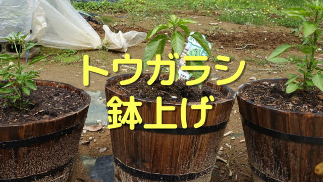 トウガラシ 鉢上げ