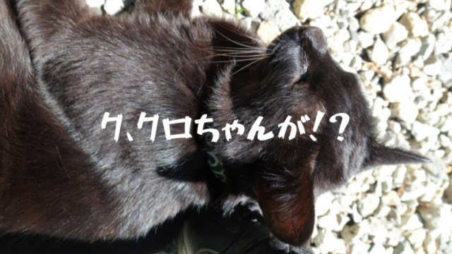 黒猫が
