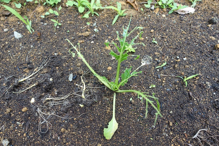 ダイコン防虫対策なし