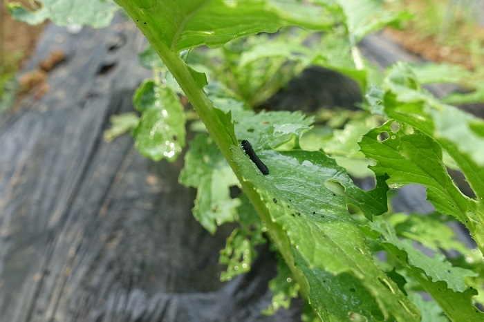 ダイコン防虫対策なし