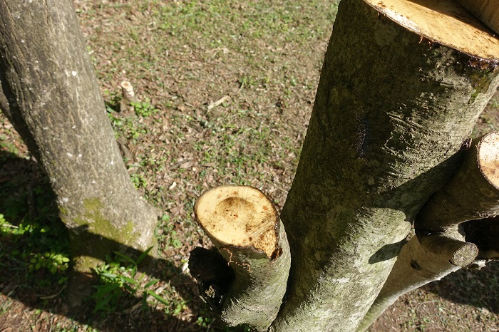 庭木の素人伐採