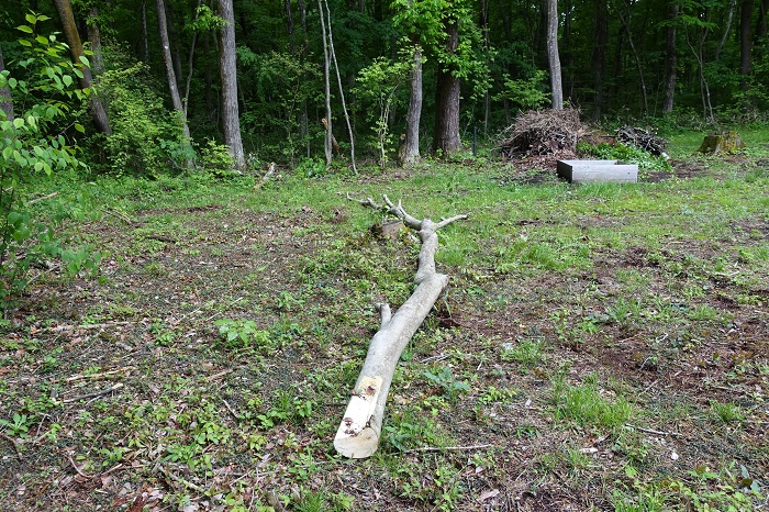 庭木の素人伐採