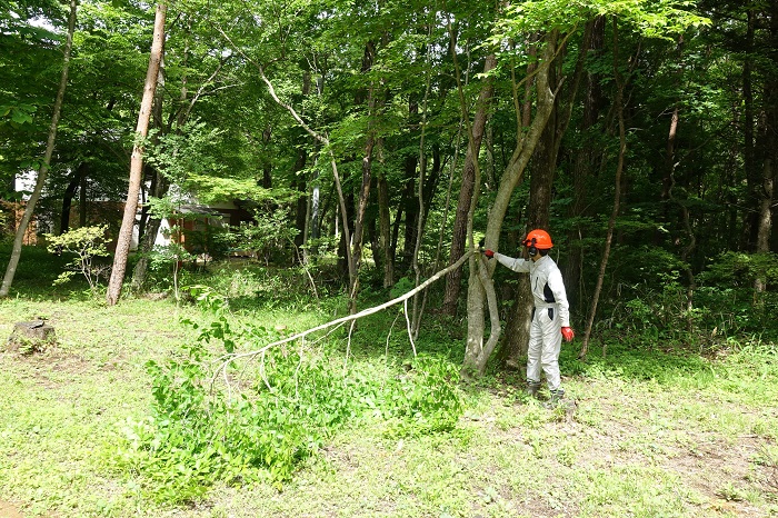 庭木の素人伐採