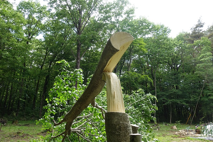 庭木の素人伐採