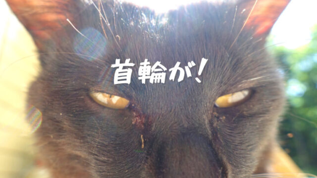 く、首輪がっ・・・・・・!