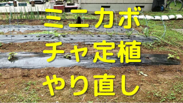 ミニカボチャ家庭菜園