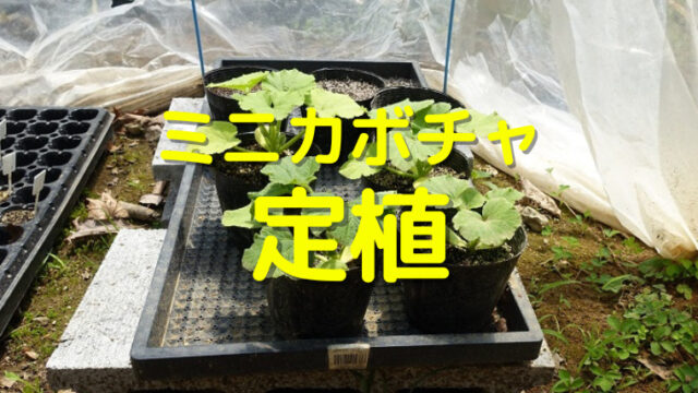 ミニカボチャ 定植