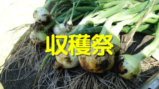 タマネギ収穫祭