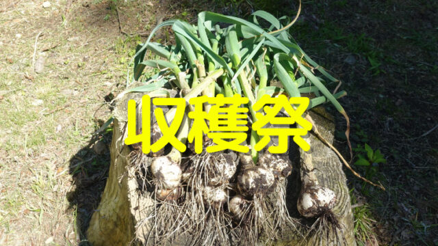 ニンニク収穫祭