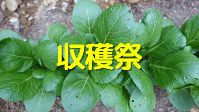 小松菜収穫祭