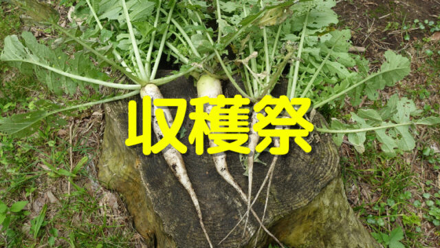 春大根収穫祭