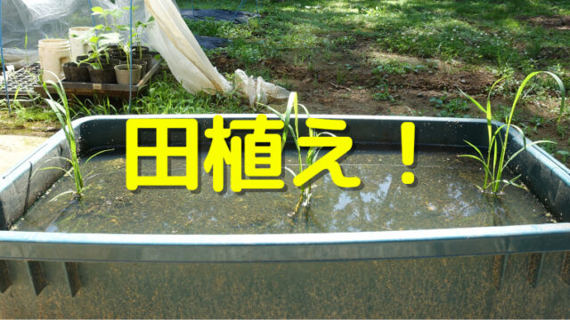 自宅で米作り