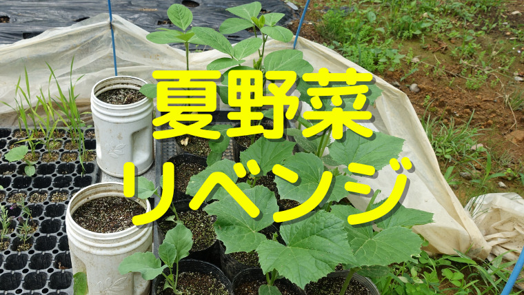 夏野菜リベンジ 種まき培養土は必要 家庭菜園初心者 ちょ田舎暮らし 夏野菜リベンジ 種まき培養土は必要 家庭菜園初心者 ちょ田舎暮らし