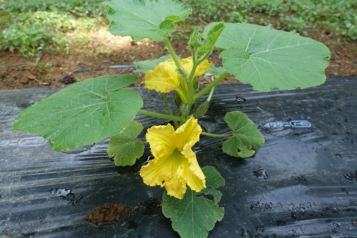 カボチャ花合わせ