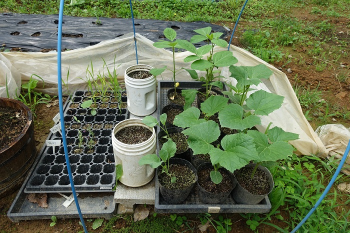 夏野菜の苗づくり