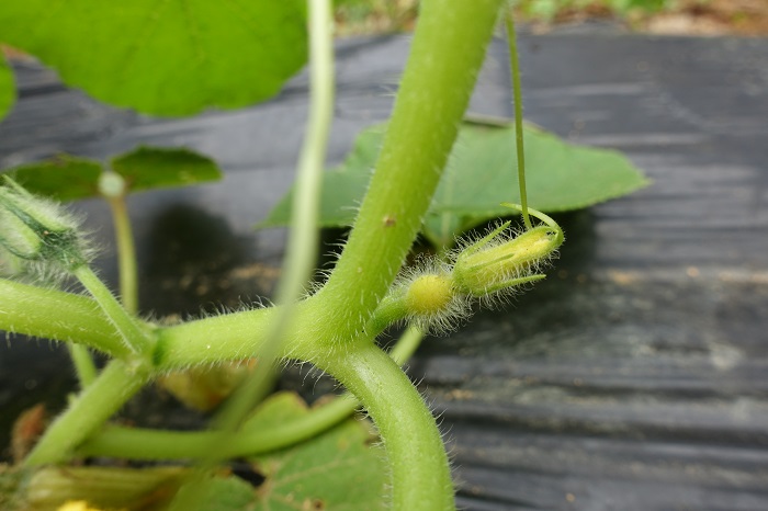 ミニカボチャ家庭菜園