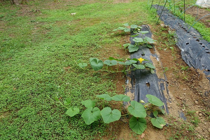 ミニカボチャ家庭菜園