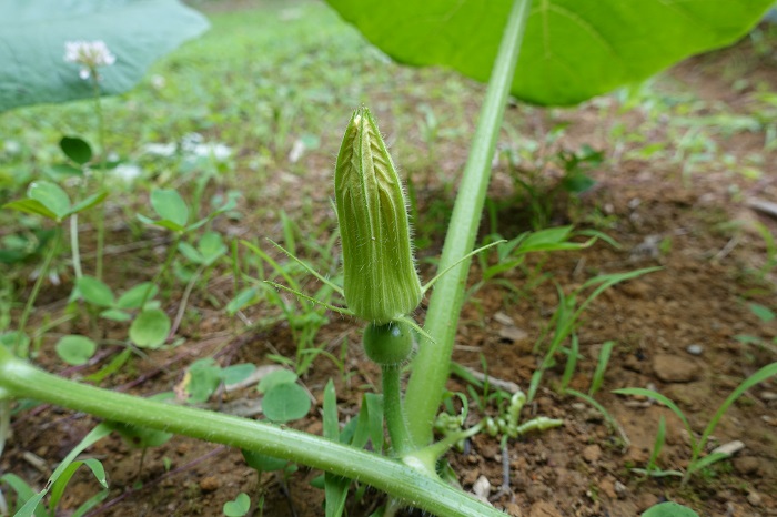 ミニカボチャ家庭菜園