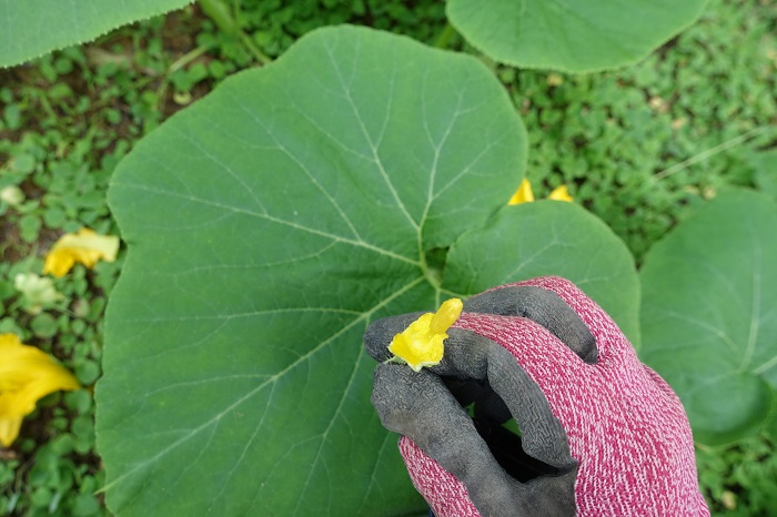 カボチャ花合わせ