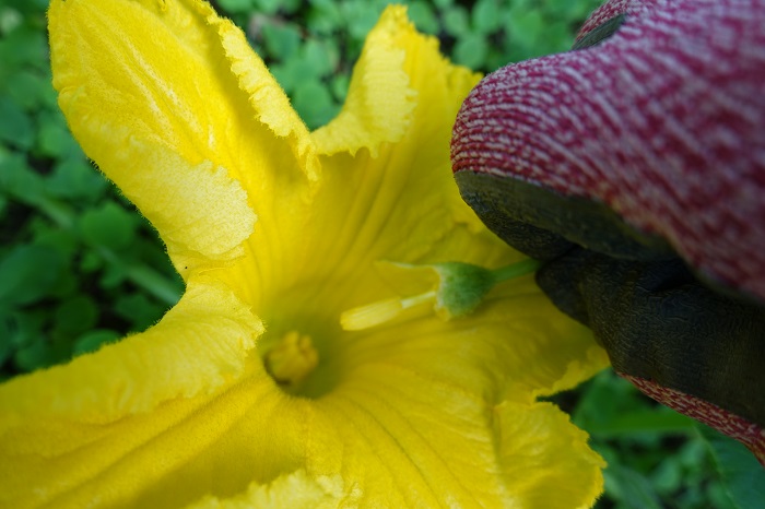 カボチャ花合わせ