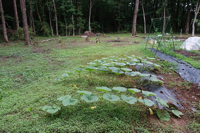 ミニカボチャ家庭菜園