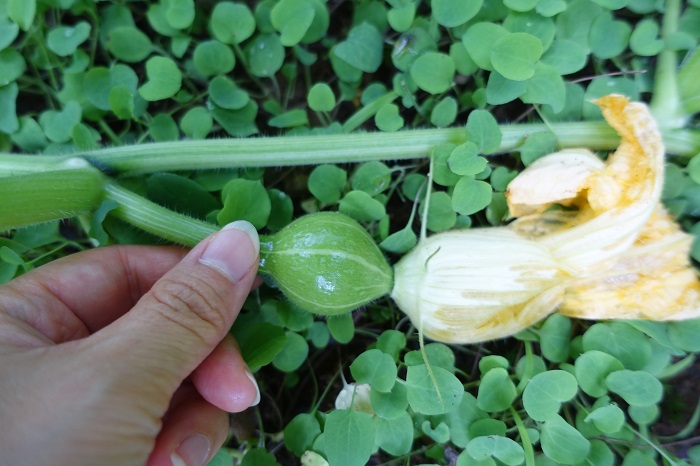 ミニカボチャ家庭菜園