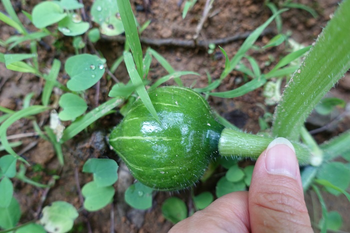 ミニカボチャ家庭菜園