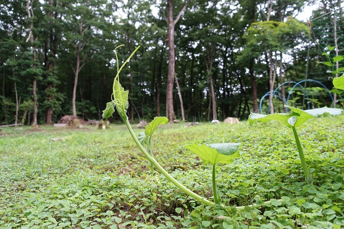 ミニカボチャ家庭菜園