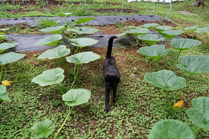 ミニカボチャ家庭菜園