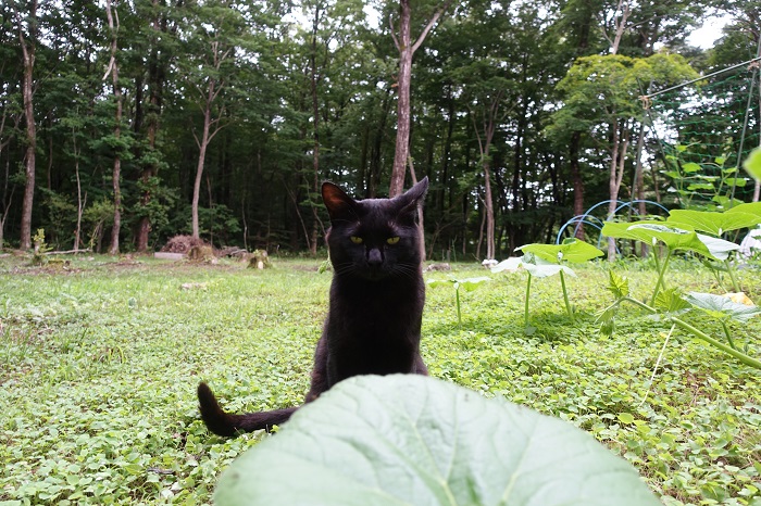 ミニカボチャ家庭菜園