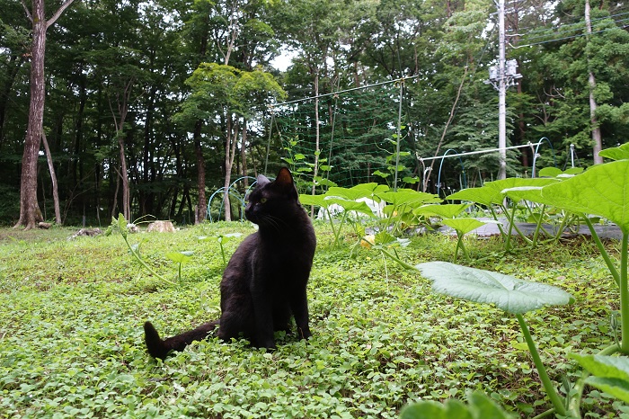 ミニカボチャ家庭菜園