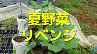 夏野菜 リベンジ