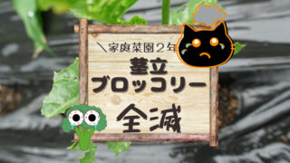 茎立 ブロッコリーアオムシ被害