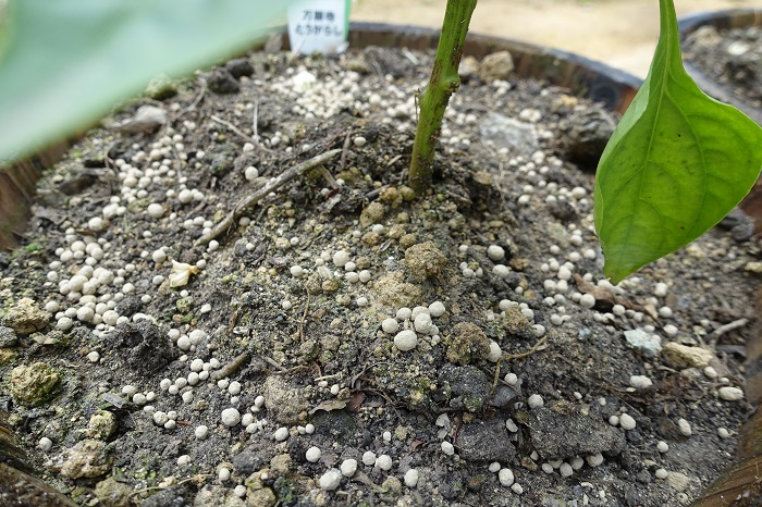 家庭菜園のトウガラシ