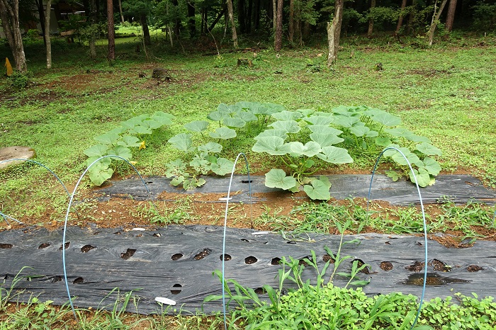 自家採取種のミニカボチャ