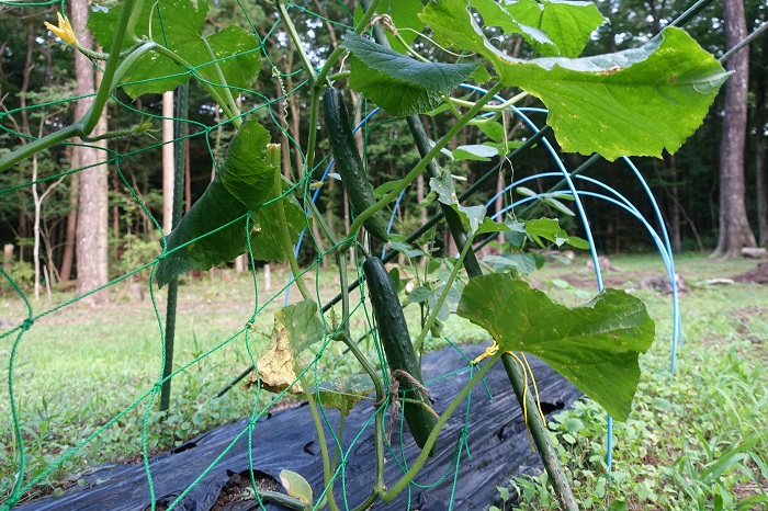 家庭菜園のきゅうり