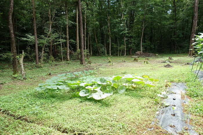 自家採取種のミニカボチャ